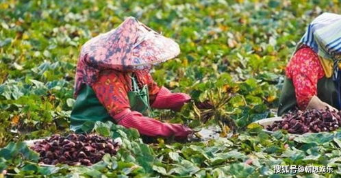 印度偷拿中国特产回家种植,成为第二大生产基地,每年出口上亿吨